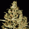 купить семена конопли Atomical Haze feminised Ganja Seeds