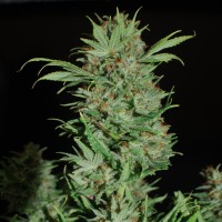 Auto Wembley regular Ganja Seeds