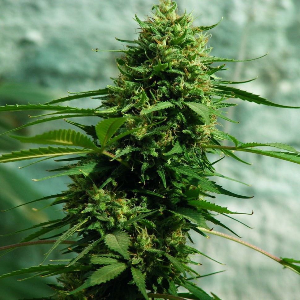 Семена ганжа  Jack Herer feminised Ganja Seeds