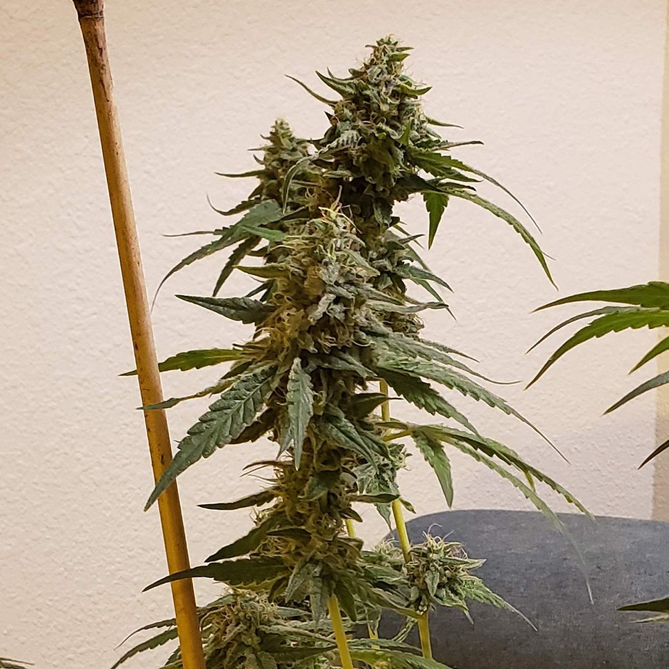 Семена  Auto Fruit feminised Ganja Seeds
