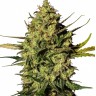 Семена ганжа  Mountain Kush feminised Ganja Seeds