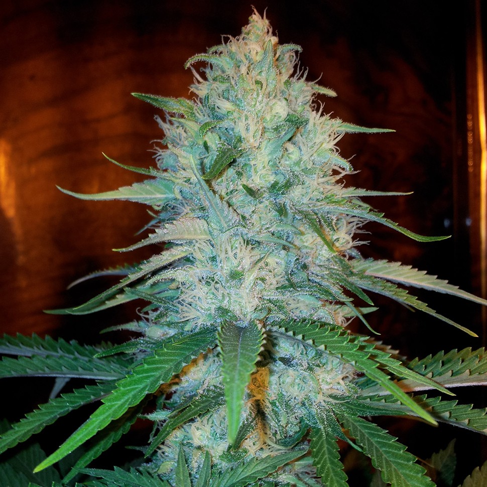 Семена конопли  Otrar feminised Bang Seeds