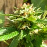 Grapefruit feminised Ganja Seeds