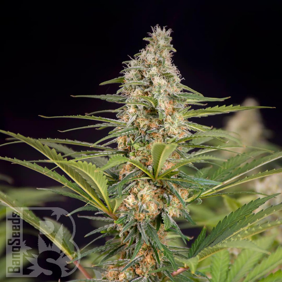 Семена марихуаны  Auto Doctor's Choice feminised Ganja Seeds