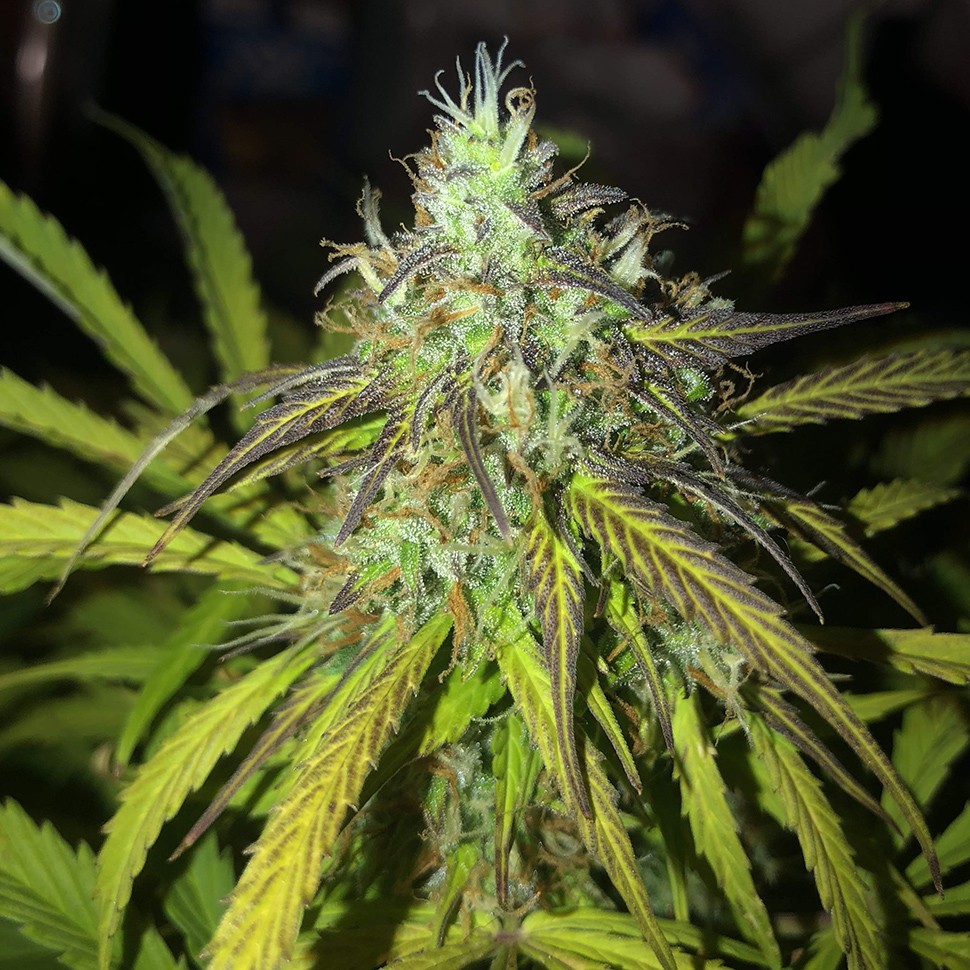 Семена каннабиса  Auto Amnesia Haze feminised Ganja Seeds