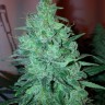 Семена каннабиса  New Moon feminised Ganja Seeds