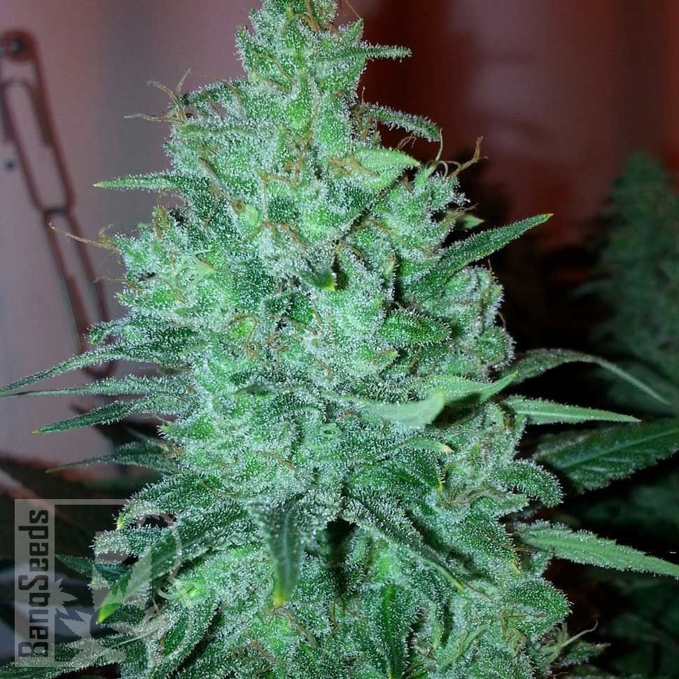 Семена каннабиса  New Moon feminised Ganja Seeds