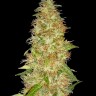 Семена каннабиса  New Moon feminised Ganja Seeds