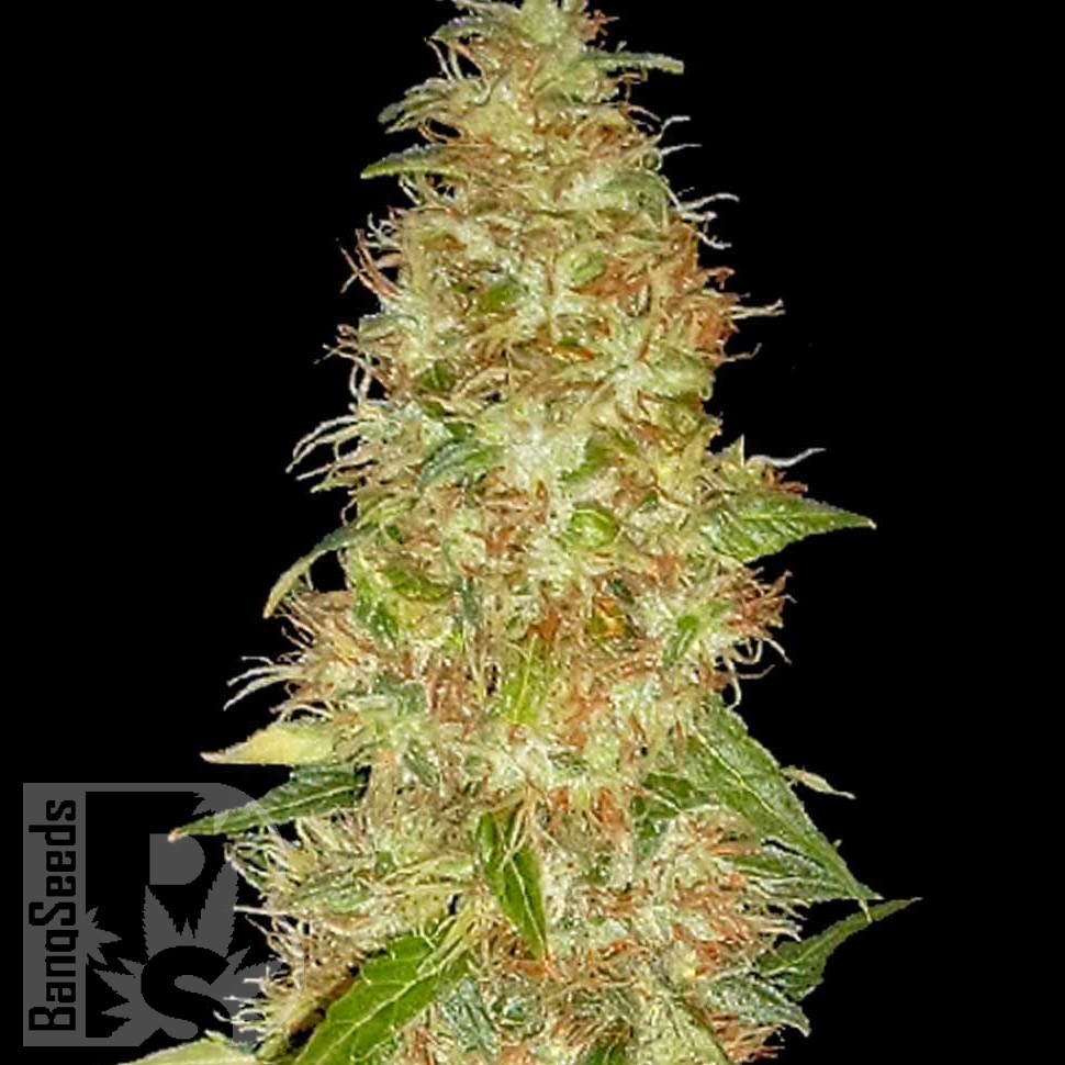 Семена каннабиса  New Moon feminised Ganja Seeds