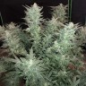 Феминизированные сорта конопли Auto Bomb feminised Ganja Seeds