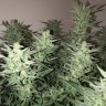Недорогие семена конопли Auto Bomb feminised Ganja Seeds