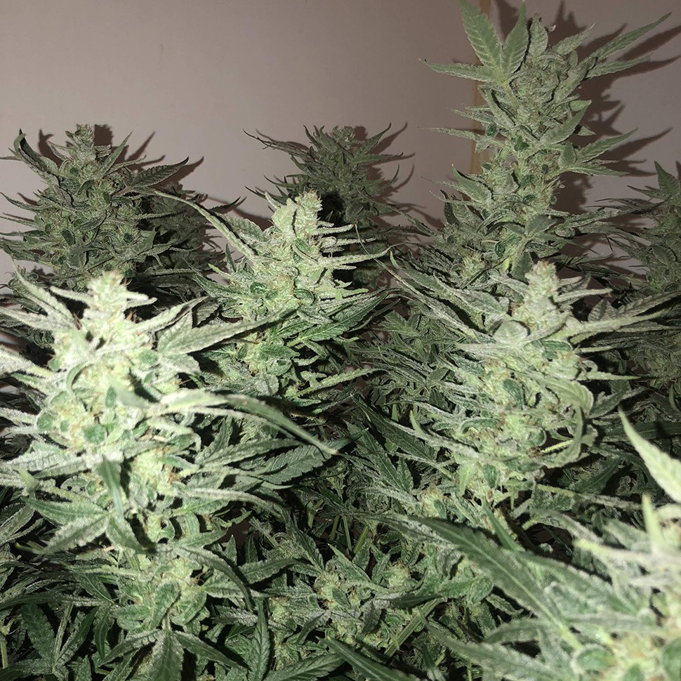 Недорогие семена конопли Auto Bomb feminised Ganja Seeds