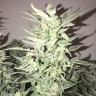 Семена сортовой конопли Auto Bomb feminised Ganja Seeds
