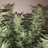 Семена марихуаны Auto Bomb feminised Ganja Seeds