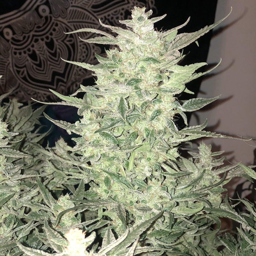 Семена конопли  Auto Bomb feminised Ganja Seeds