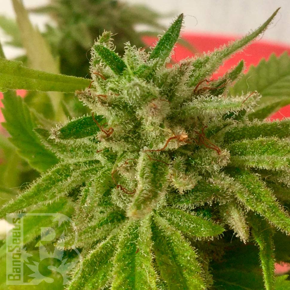 Семена марихуаны  Auto Mandarine feminised Ganja Seeds