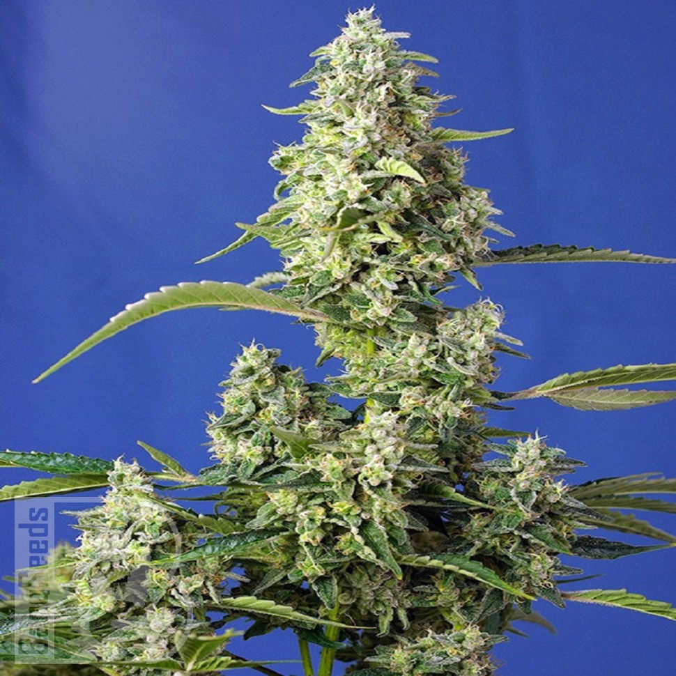 Семена конопли  Auto Gorilla Girl XL feminised Ganja Seeds
