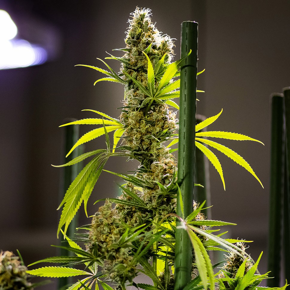 Семена  Auto Pipi regular Ganja Seeds