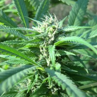 Hollands Hope regular Ganja Seeds