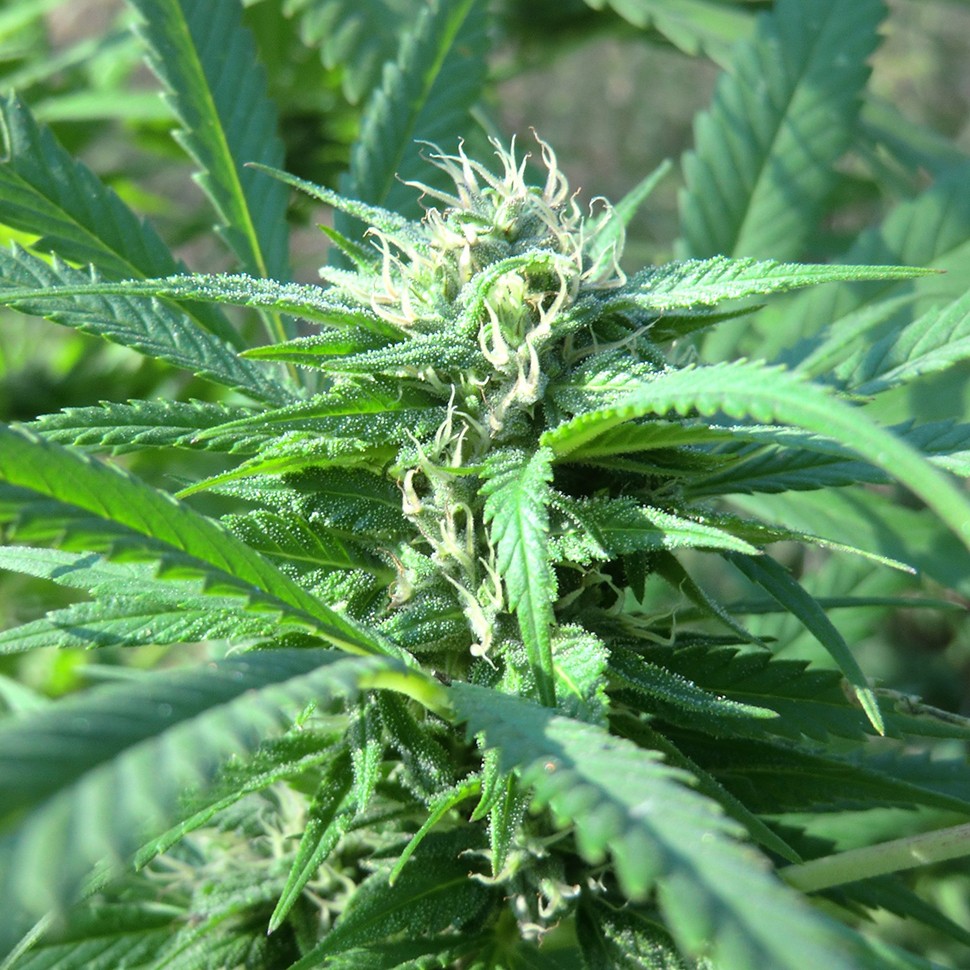 Семена каннабиса  Hollands Hope regular Ganja Seeds