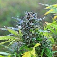 Super Hash feminised Ganja Seeds