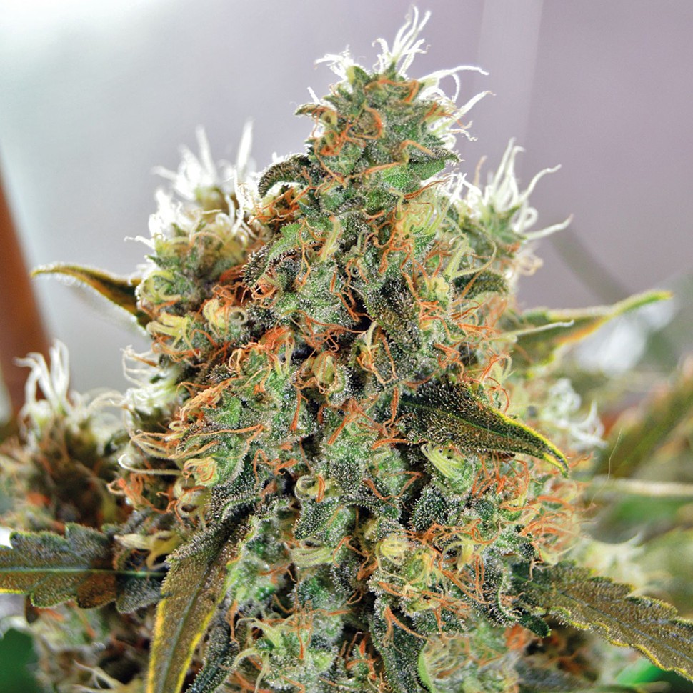 Семена  Critical Mass CBD feminised Ganja Seeds