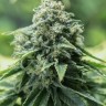 Семена  Critical Mass CBD feminised Ganja Seeds