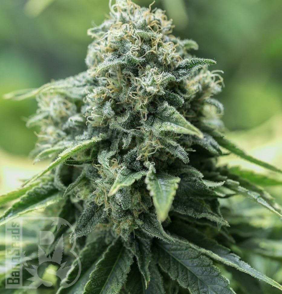 Семена  Critical Mass CBD feminised Ganja Seeds