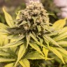 Семена  Critical Mass CBD feminised Ganja Seeds