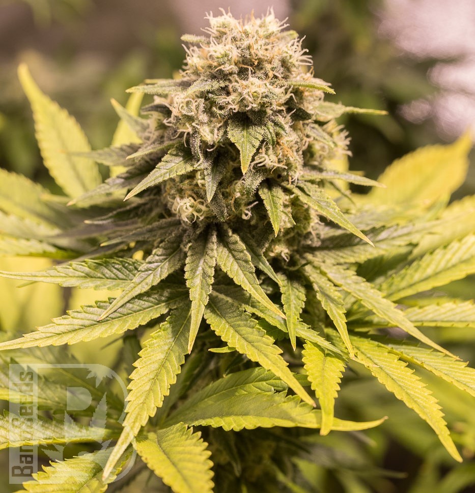 Семена  Critical Mass CBD feminised Ganja Seeds