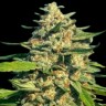 Семена  Critical Mass CBD feminised Ganja Seeds
