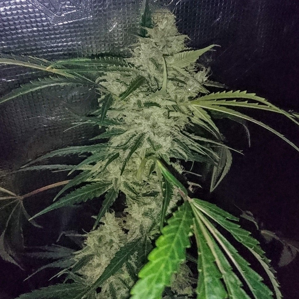 Семена ганжа  Auto Emba feminised Bang Seeds