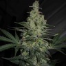 Семена ганжа  Talas feminised Bang Seeds