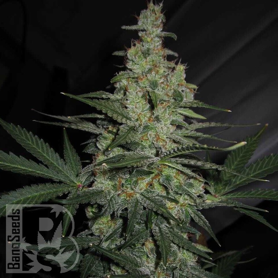 Семена ганжа  Talas feminised Bang Seeds