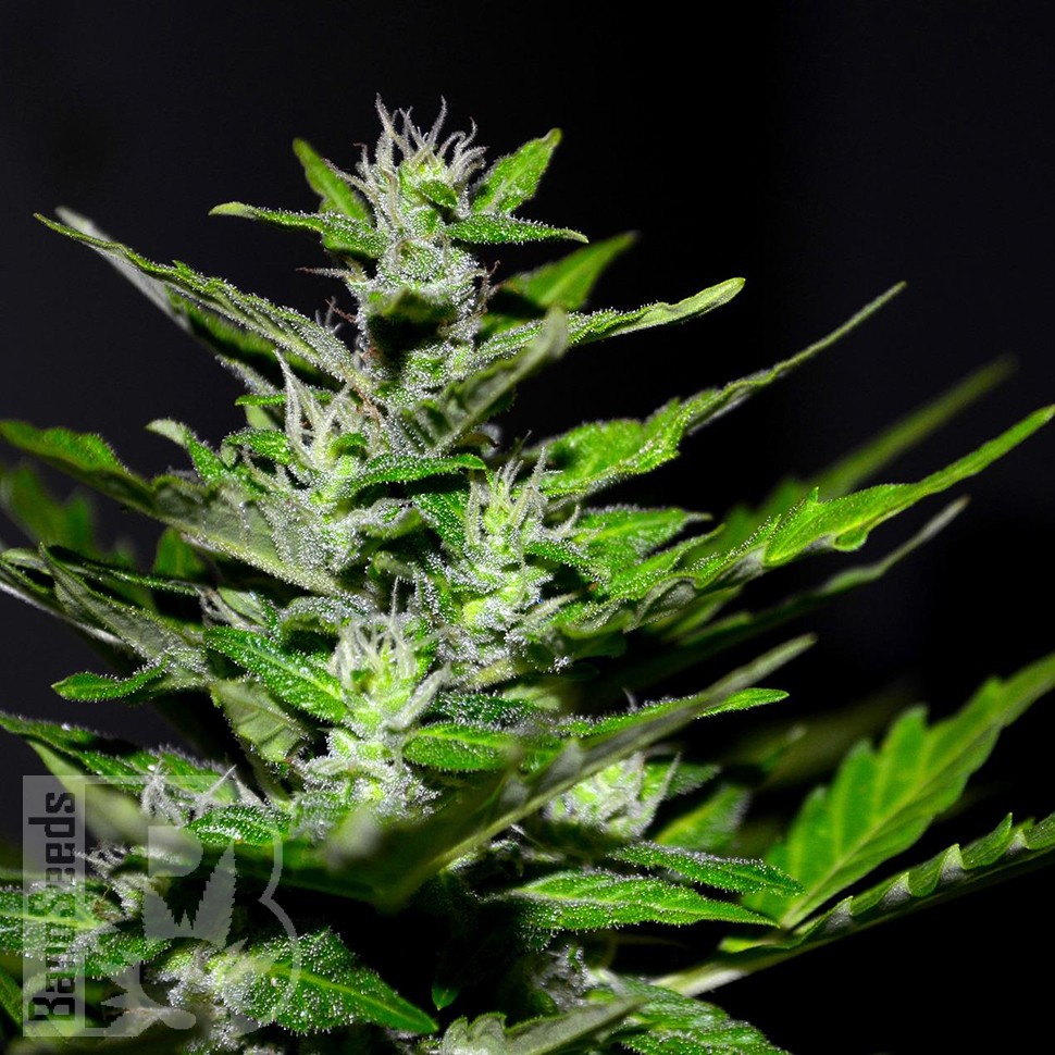 Семена конопли  Auto Maria feminised Ganja Seeds