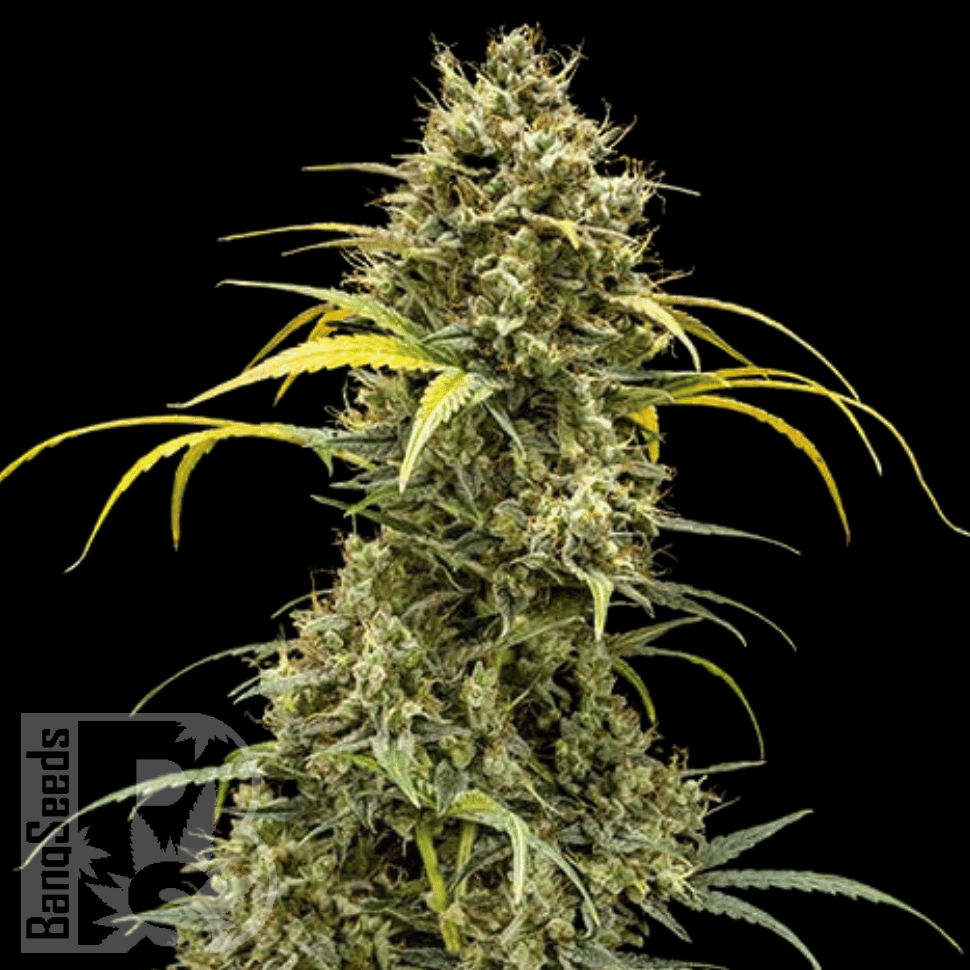 Семена конопли  Auto Maria feminised Ganja Seeds