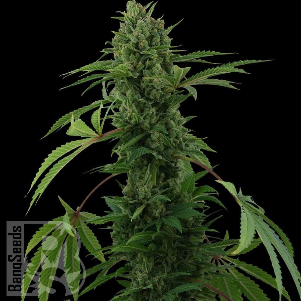Семена конопли  Auto Maria feminised Ganja Seeds