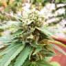 Grapefruit Diesel feminised Ganja Seeds