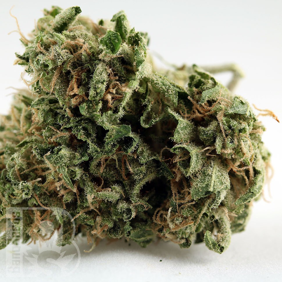 Grapefruit Diesel feminised Ganja Seeds