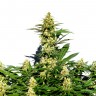 Grapefruit Diesel feminised Ganja Seeds