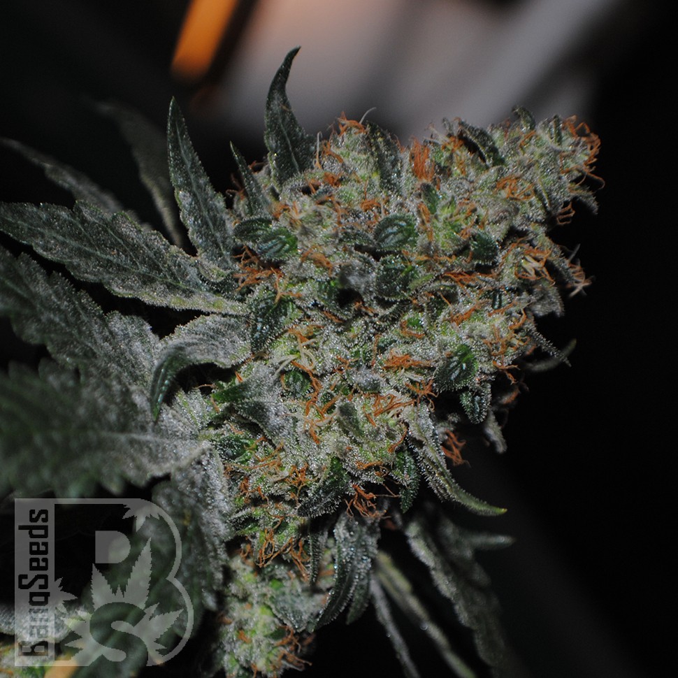 Grapefruit Diesel feminised Ganja Seeds