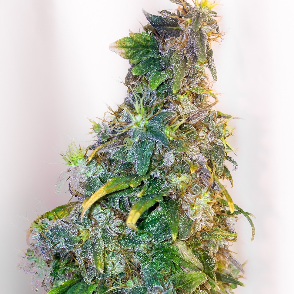 Семена марихуаны  Mazar feminised Ganja Seeds