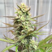Point regular Ganja Seeds