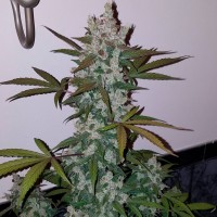 Russian Snow feminised Ganja Seeds