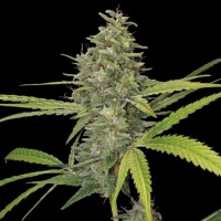 Himalaya Gold CBD feminised Ganja Seeds