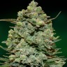 Семена ганжа  Auto Fast Bud #2 feminised Ganja Seeds