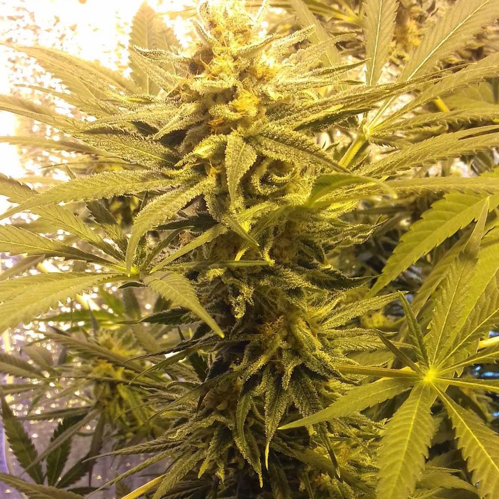 Семена  Marmalate feminised Ganja Seeds