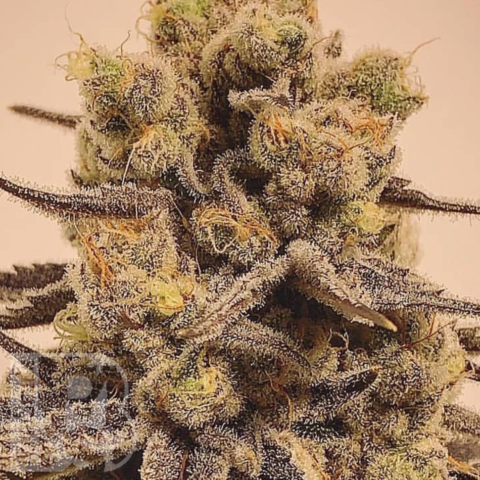 Семена  Marmalate feminised Ganja Seeds