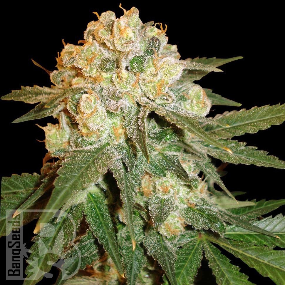 Семена  Marmalate feminised Ganja Seeds