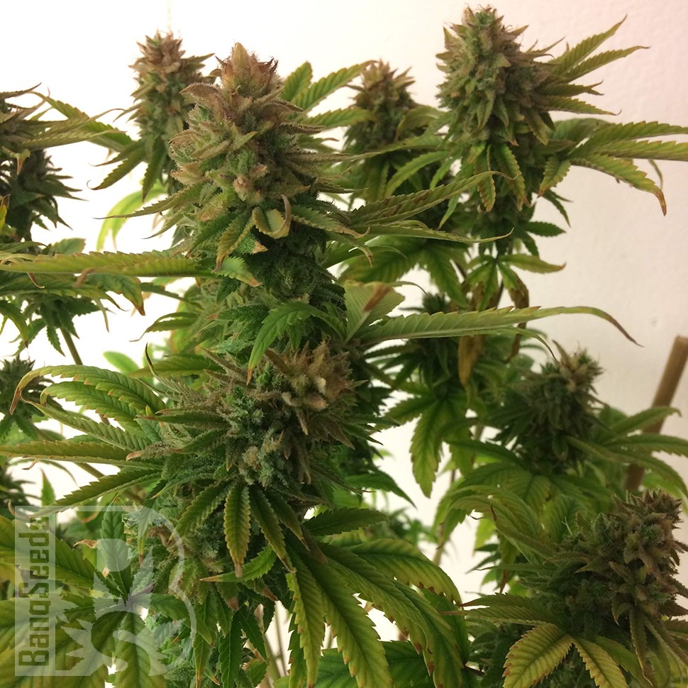 Семена конопли  Auto Mass feminised Ganja Seeds